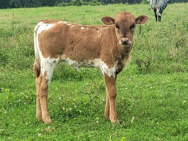 A young brown and white calf standing in a green field.