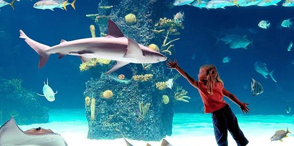 Underwater tunnel aquarium manufacturers in India. Underwater tunnel aquarium suppliers in India. Un