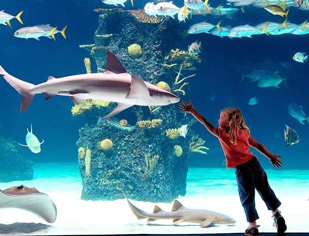 Underwater aquarium installation
Large marine aquarium manufacturer
Large marine aquarium supplier
L