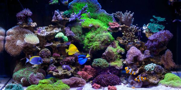 Underwater tunnel aquarium manufacturers in India
Underwater tunnel aquarium suppliers in India
Unde