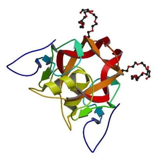 GDF11 Molecule