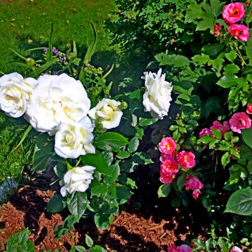 White and pink roses in a garden bed.