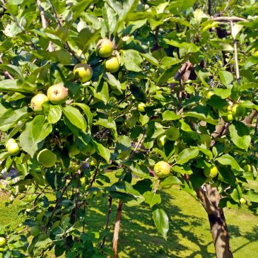 Apple tree with small green apples.