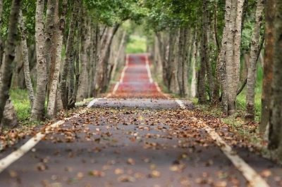 Wooded road. Couresy of Pixabay.
