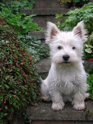Westie Puppy, Vancouver Island, Mysticgold Kennel, British Columbia, puppies for sale