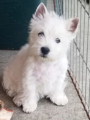 West Highland White Terrier, Westie puppy, Vancouver Island, Cowichan Valley, westie puppy for sale