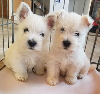 Westie puppies, West Highland white terrier. Top-quality socialized dogs, CKC registered