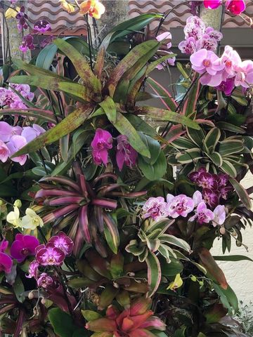 phalaenopsis orchids and bromeliads hung on trees