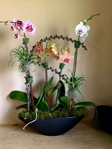 phalaenopsis orchids with air plants, green moss, ladder branches in a black boat bowl.