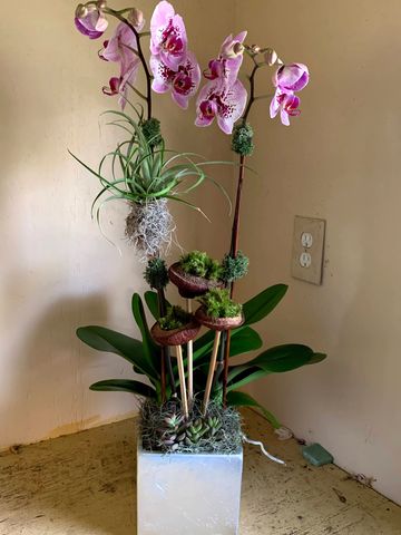 phalaenopsis orchid with an air plant, green moss, succulents and garnish sticks