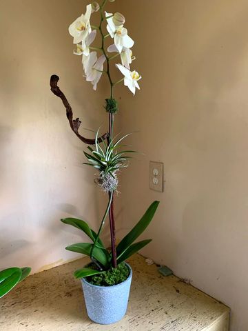 phalaenopsis orchid with an air plant and a garnish stick