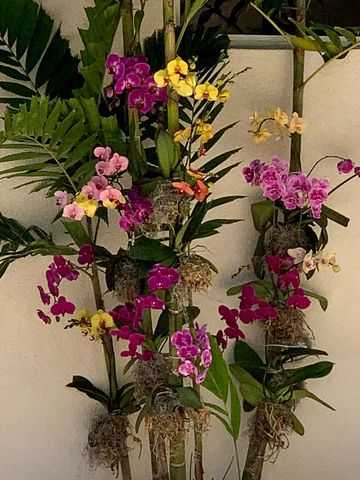 phalaenopsis orchids hung on trees