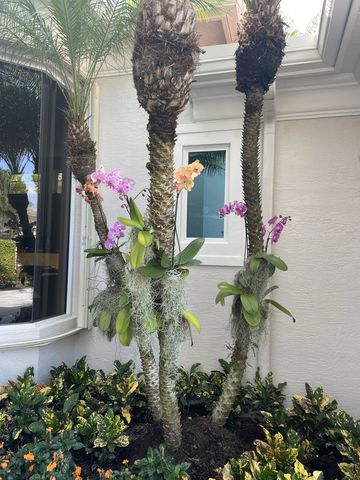 phalaenopsis orchids hung on trees