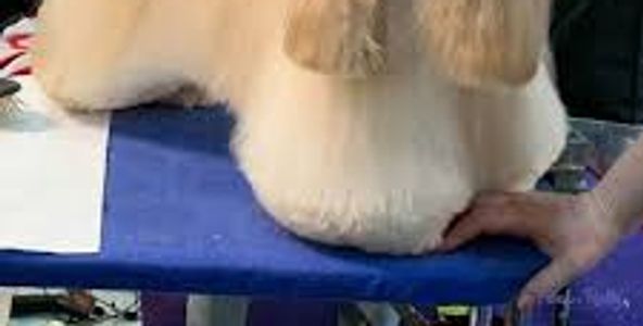 dog grooming coaching
diy grooming coaching
dog grooming mentor
professional diy grooming
groomer