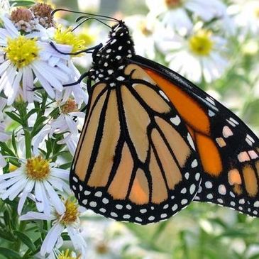 Butterflies represent transformation in relationships