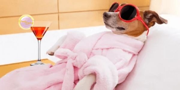 cute dog at spa