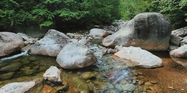 Clear stream flowing over rocks surrounded by lush green forest under a blue sky.