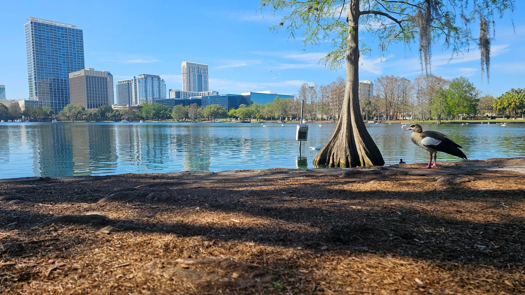 A duck stands by a tree near a calm lake with city buildings in the background on a sunny day.