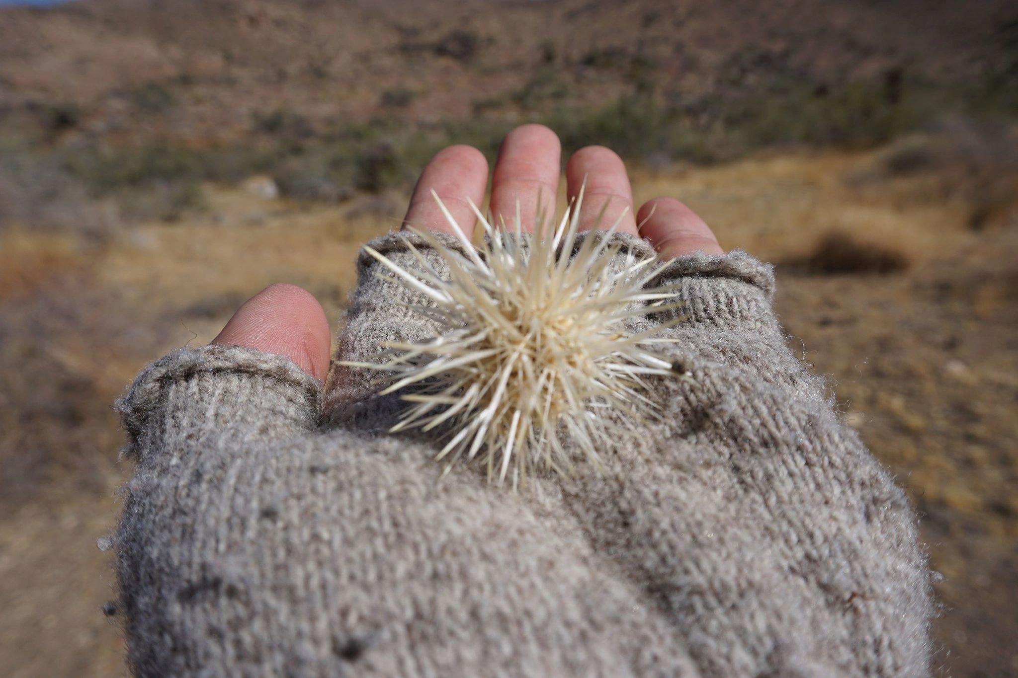Cholla In Hand: Photo by Charles Adam