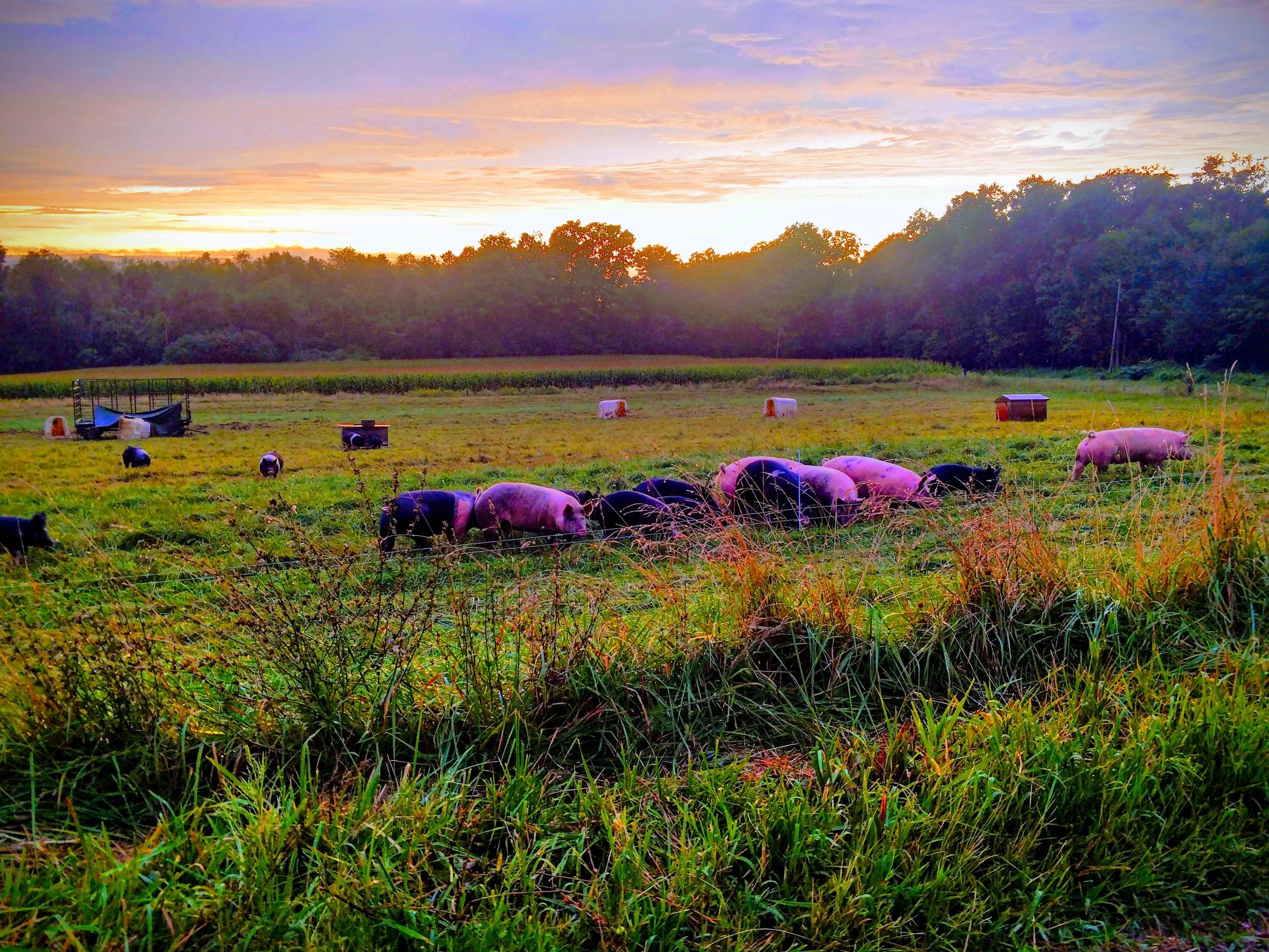 Mozes Maple Leaf Farm Pork Greenville, Pennsylvania