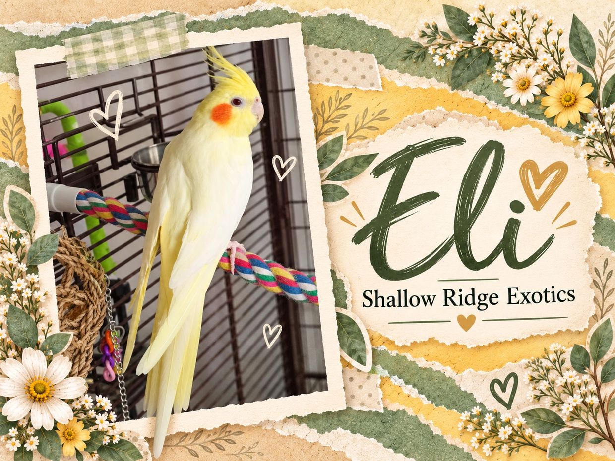 A yellow cockatiel named Eli on a colorful perch.