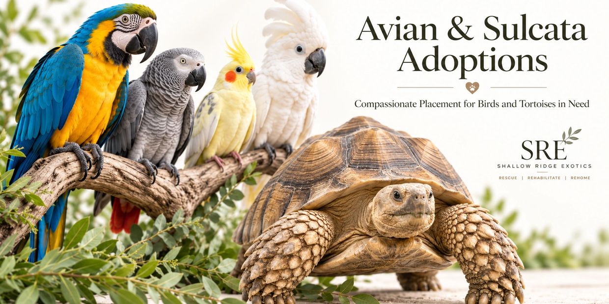 Birds and tortoise promoting avian and sulcata adoptions.