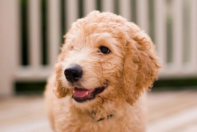 Apricot & Red Non Shedding Mini Labradoodles and Pure Breed AKC Mini Poodles for Sale in Phoenix, AZ