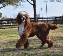 Santana , owned by Homespun Doodles in Pennsylvania, is the dad of our upcoming standard litter