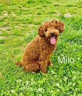 Milo is the dad of our mini