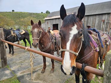 Ember Ridge Equestrian Center and Horse Stables