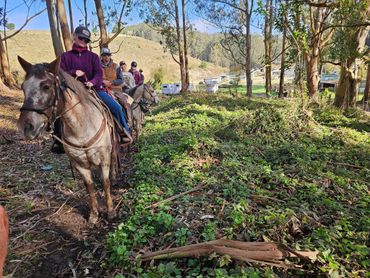 Horse Riding in the Bay Area