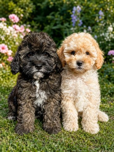 Two adorable curly-haired Moodles sitting on grass.
