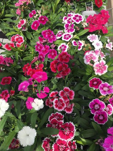 Hardwick's is a nursery supercenter with organic fruits, vegetables, & herbs grown from seed!