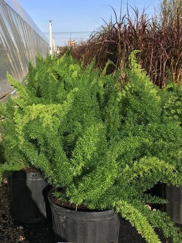 Check out these new foxtail ferns and elephant ears. They do best in shade or light morning sun.