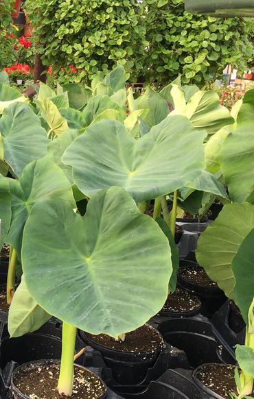 Check out these new foxtail ferns and elephant ears. They do best in shade or light morning sun.
