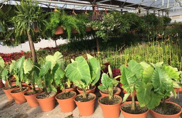 Check out these new foxtail ferns and elephant ears. They do best in shade or light morning sun.