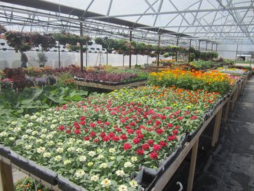 Gorgeous seasonal flowers, bushes, fruit and shade trees available at Hardwicks Nursery in Early, TX