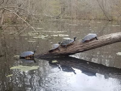 Northwest river park, things to do chesapeake va, find turtles in Chesapeake va, turtles, chesapeake