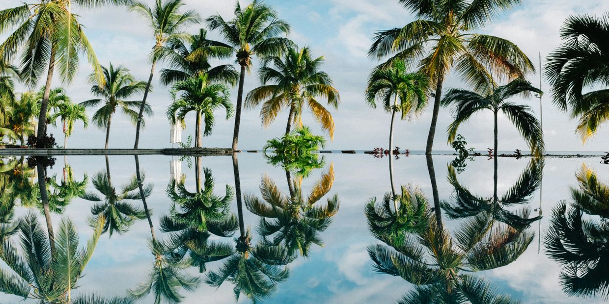 Palm trees beautifully reflected in a calm water surface under a clear sky.
