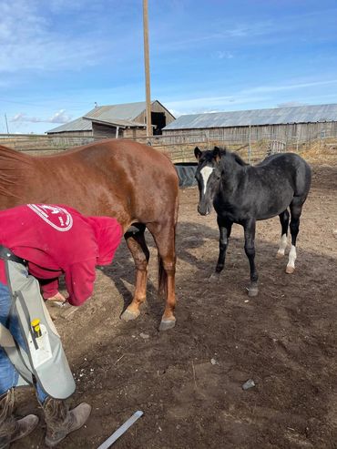 Mare with foal getting a hoof trim.