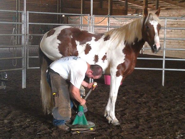 Farrier student in the roundpen  loose shoeing. Rasping the hoof.