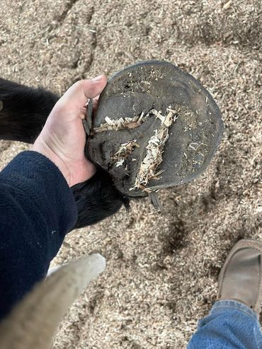 Teddy Franke holding up a horses foot in the round pen.