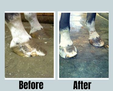 Before and After photos of a horses foot.  Severe distortion before.  Improved with trim and shoes.