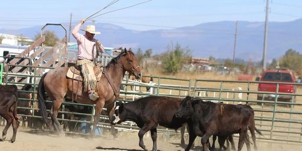 Teddy Franke Cowboy Ranch Life Roping black steer
