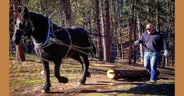 Teddy Franke in the woods with a draft horse pulling a log. 