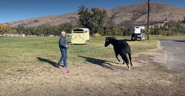 Farrier Student in Oregon using horsemanship techniques with a black horse outside in a field.