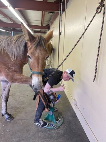 Farrier student with a Mule in the shop. Front foot on the hoof stand.