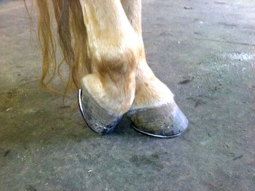 Example of a beautiful set of hind shoes completed by Mission Farrier School students.