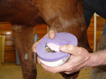 purple podiatry pads available through E.D.S.S.  with a window cut out.