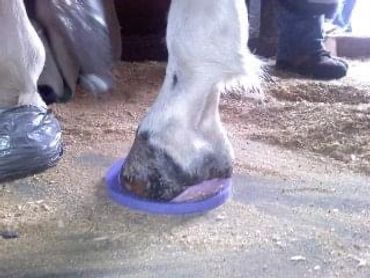 Purple podiatry pad with Dental Impression Material in place under the hoof to protect.